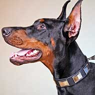 Leather Doberman Collar Decorated With Nickel Plates