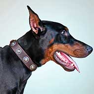 Walking and Training Leather Doberman Collar with Conchos