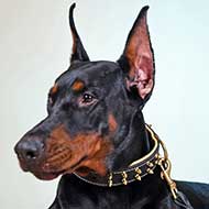 Spiked Leather Doberman Collar with Nappa Padding