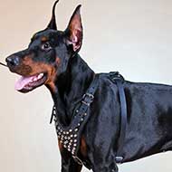 Studded Doberman Leather Harness for Everyday Walking