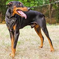 Attack Training Leather Doberman Harness with Wide Chest Plate