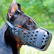 Leather Doberman Muzzle for Attack Training