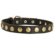 Training and Walking Studded Leather Dog Collar