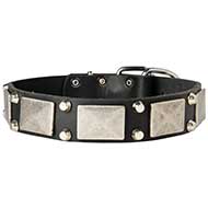 Designer Wide Leather Dog Collar with Vintage Nickel Plates For Stylish Walking