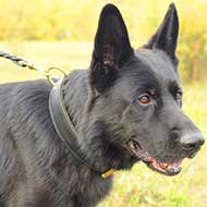 Two Ply Leather German Shepherd Collar for Agitation Training
