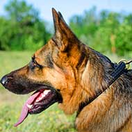 Braided Leather German Shepherd Collar for Walking and Training