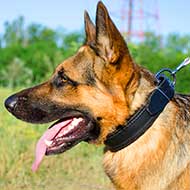 Leather German Shepherd Collar Padded for Attack Training