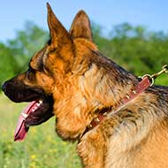 Fashion Brass Studded Leather German Shepherd Collar for Walking