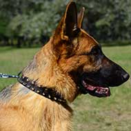 Exquisite Spiked and Studded Leather German Shepherd Collar
