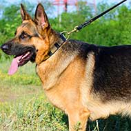 Fashion Leather German Shepherd Collar with Large Brass Plates for Walking and Training