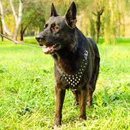 Walking Leather German Shepherd Harness with Nickel Spikes