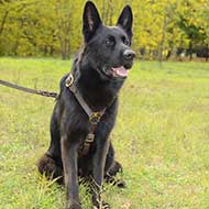 Leather German Shepherd Harness for Tracking, Walking and Training