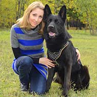 Gorgeous Leather German Shepherd Harness with Brass Studs