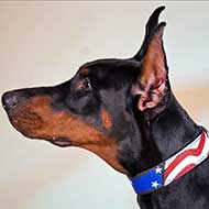 American Flag Painted Leather Doberman Collar for Walking and Training