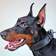 Felt Padded Leather Doberman Collar for Training