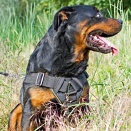 Adjustable Tracking and Pulling Nylon Rottweiler Harness