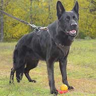 Protection Leather German Shepherd Harness with Handle for Attack Work