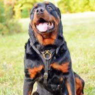 Tracking / Walking Leather Rottweiler Harness with Small Chest Plate