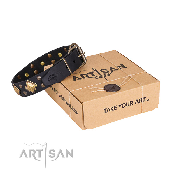 Everyday use dog collar with Stylish corrosion resistant adornments