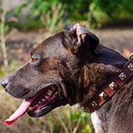 Walking Leather Pitbull Collar with Row of Brass Studs