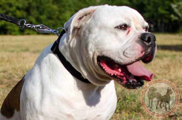 Nylon Collar for American Bulldog All Weather Walking