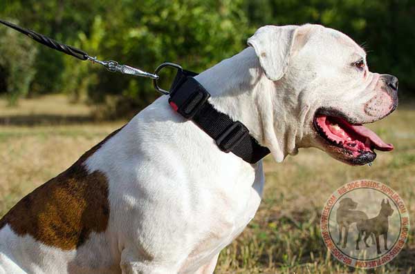 Nylon Collar for American Bulldog with Quick Release Buckle