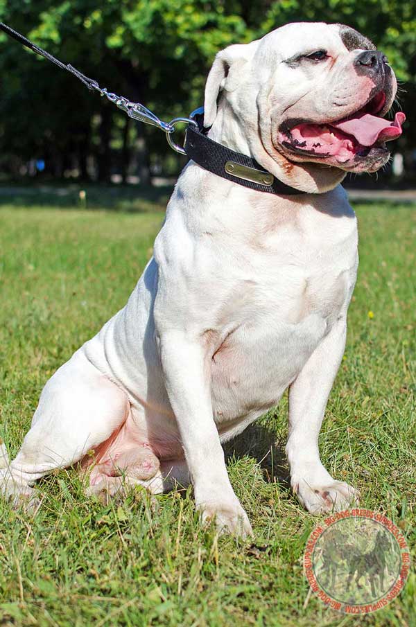 American Bulldog Dog Nylon Collar Lightweight Durable