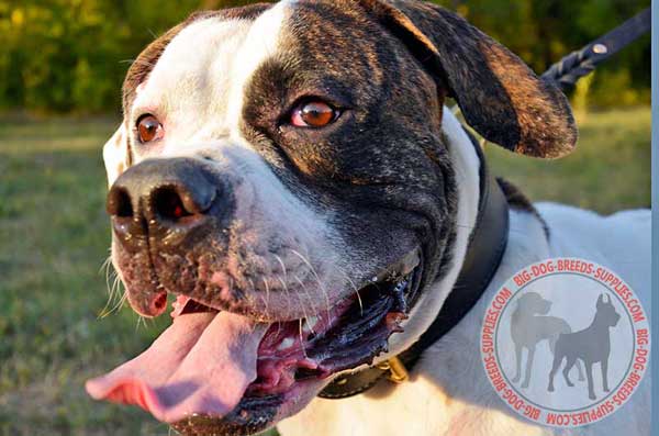 Leather American Buldog Collar for Protection Work