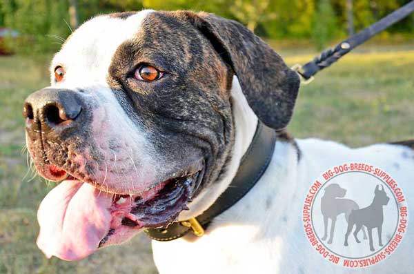 Two Ply Leather Collar for American Bulldog