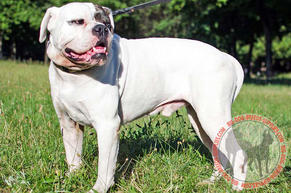 Leather American Bulldog Collar with Brass Plates