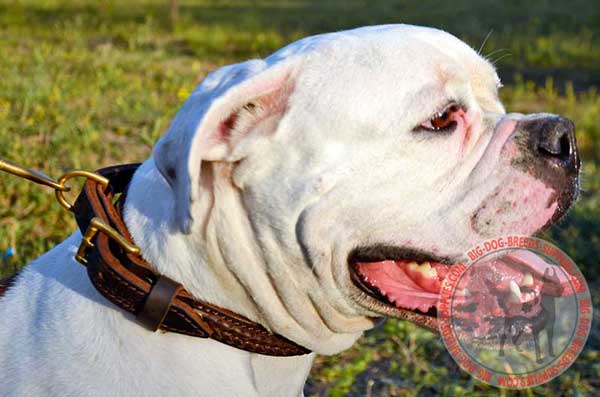 Braided Leather Collar for American Bulldog