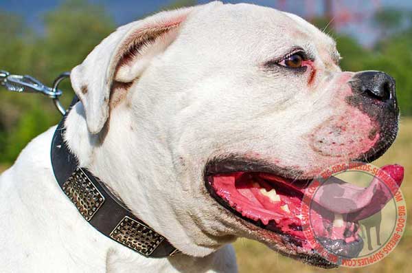 Smooth Leather Bulldog Collar with Figured Plates