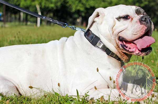 Daily Walking Gear for American Bulldog