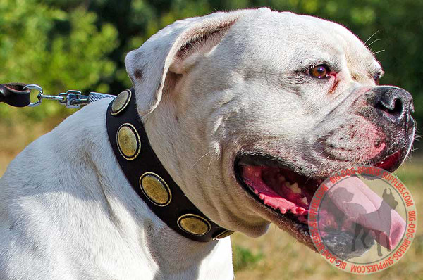 Braided Leather Collar for American Bulldog