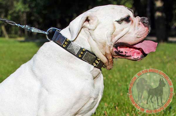 Walking Equipment for American Bulldog
