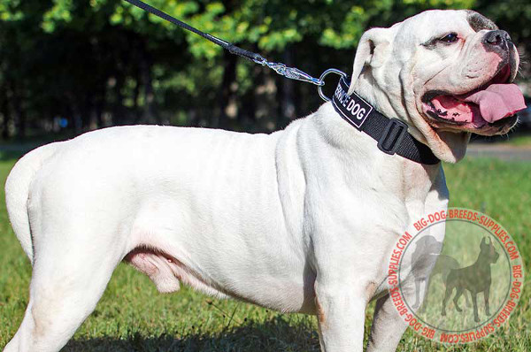 Identification Collar for American Bulldogs