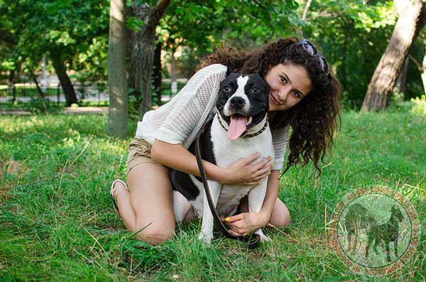 Amstaff Leather Collar for Daily  Walking in Style