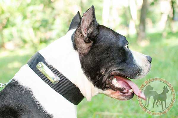 Nylon Amstaff Collar with Riveted ID Tag