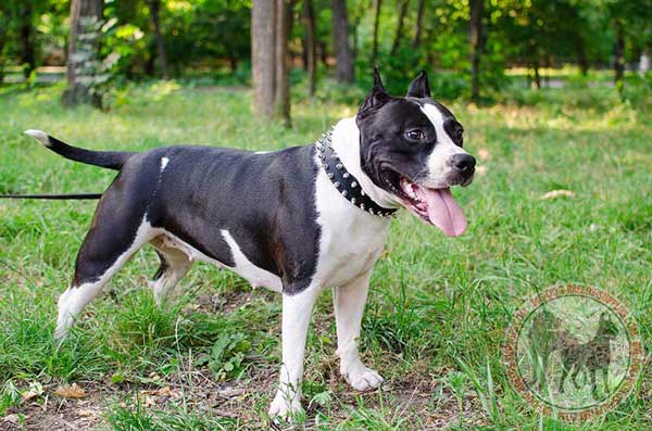 Leather Collar for Amstaff Comfy Walking