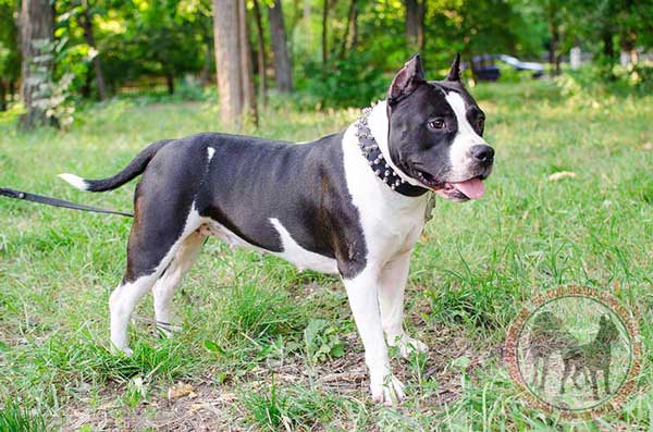 Amstaff leather collar for better handling