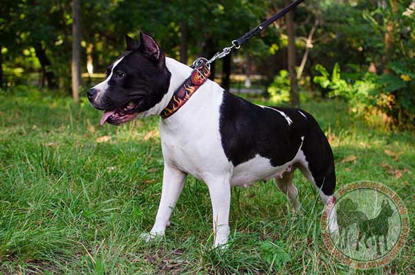 Leather Amstaff Collar Painted in Flames