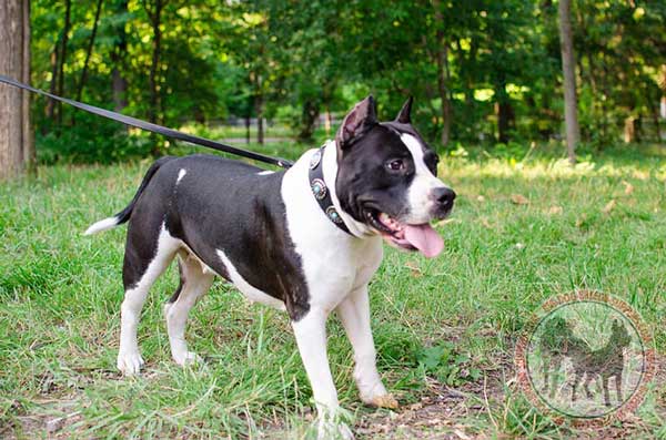 Leather Amstaff Collar for Daily Walking