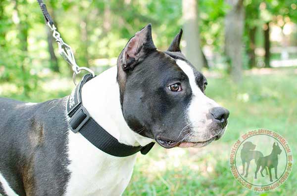All Weather Black Nylon Collar for Amstaff Breed