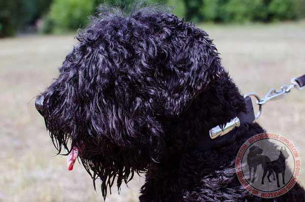 Nylon Black Russian Terrieren Collar with Durable D-ring