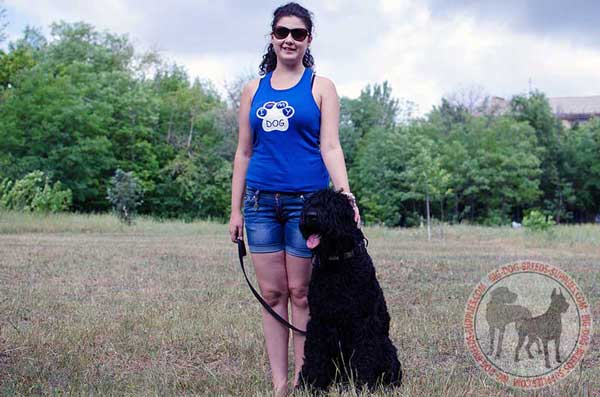 Decorated Black Russian Terrier decorated collar for walking and stylish looking