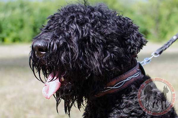 Training Leather Collar for Black Russian Terriers