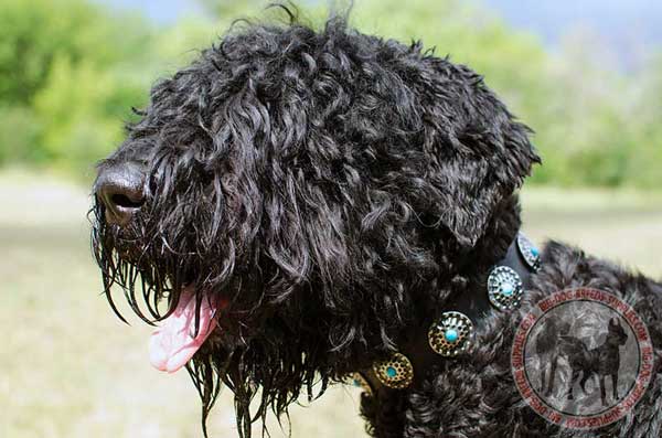 Leather Collar for Black Russian Terriers