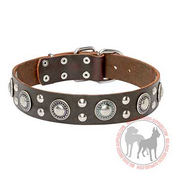 Brown Dog Collar with Studs