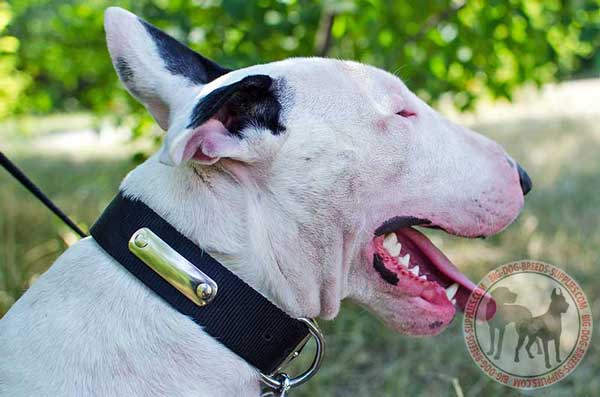Bull Terrier Nylon Collar with Rust-proof Tag for Identification