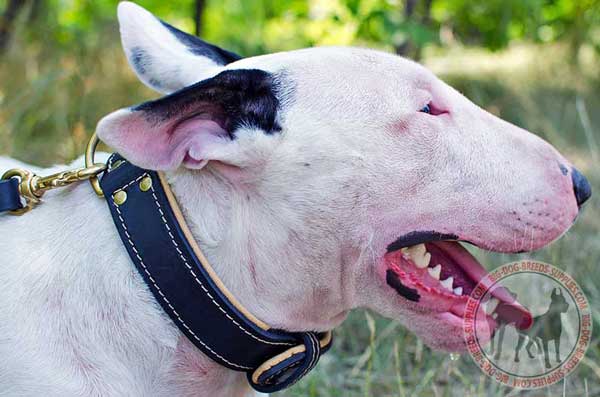 Leather Bull Terrier Collar with Rivets for Better Durability